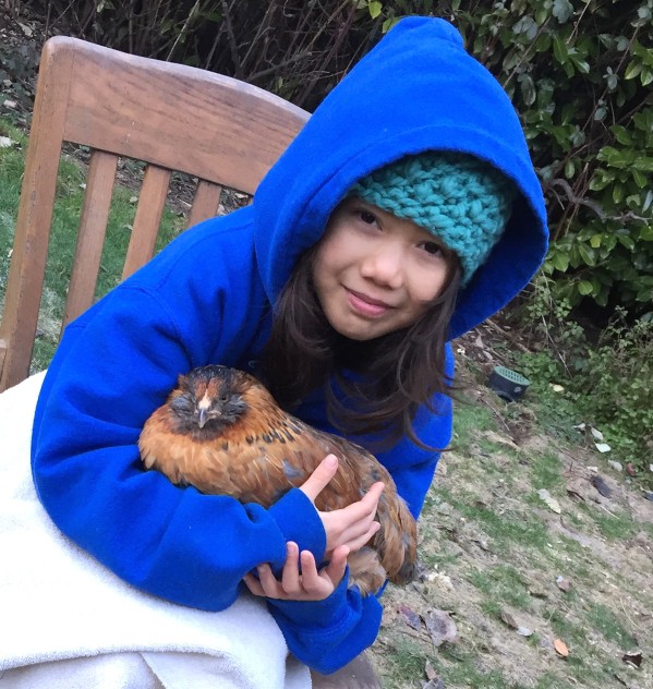 Agatha Blackberry, our new Easter Egger Hen